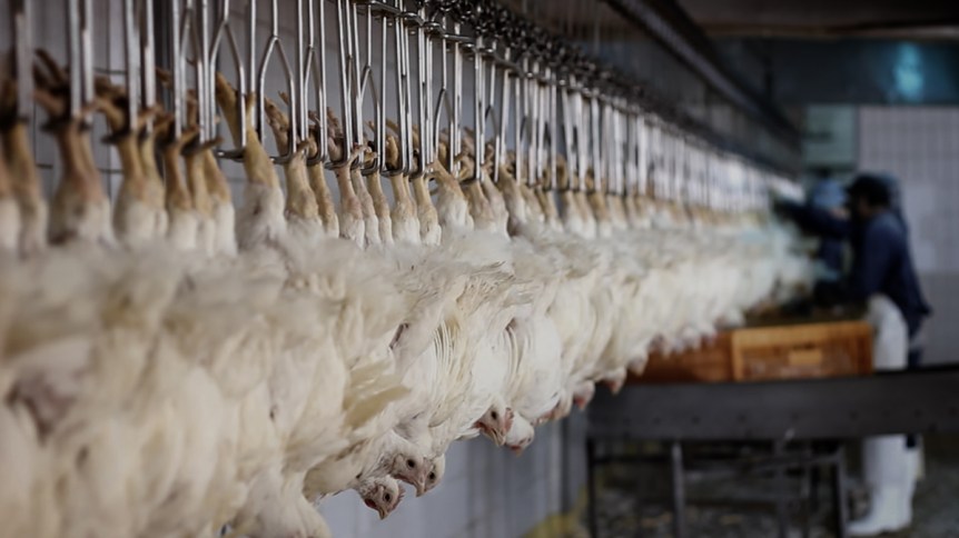 web_Gefluegel_vor_Schlachtung_300dpi